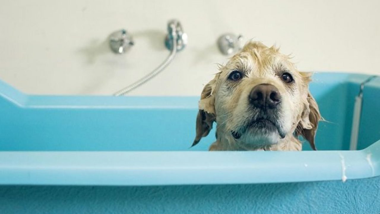 The Advantages of a Self-Serve Dog Wash
