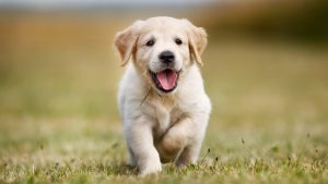 The Pros and Cons of Different GPS Dog Collars