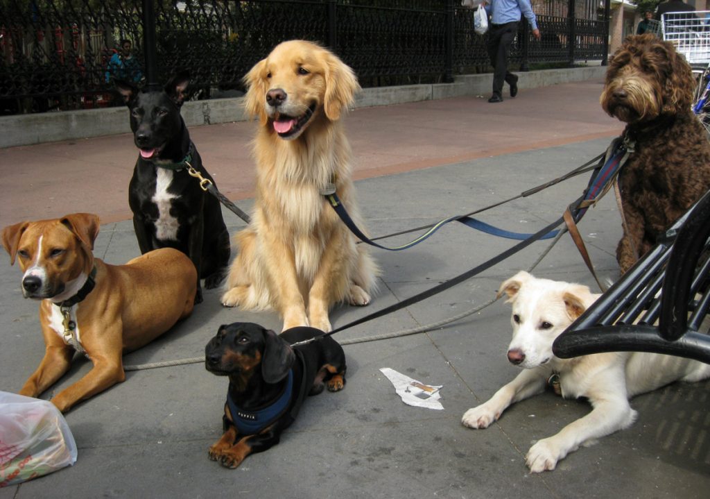 The Basic Guidelines For Successful Pet Sitting Pet Resource