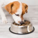 Pro Tips In Choosing The Best Food For Dogs