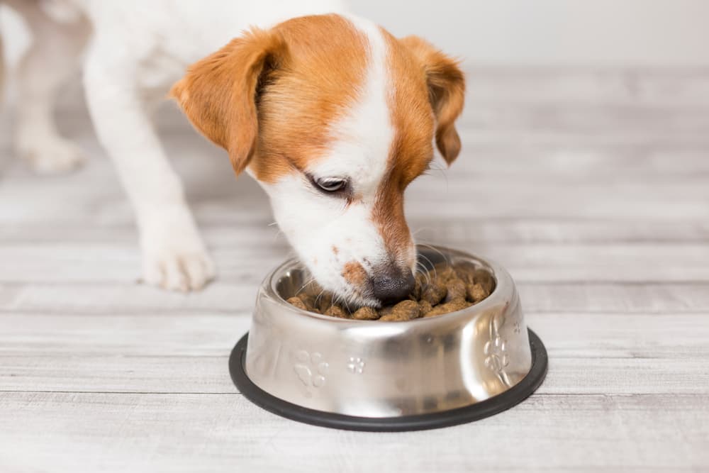 Pro Tips In Choosing The Best Food For Dogs