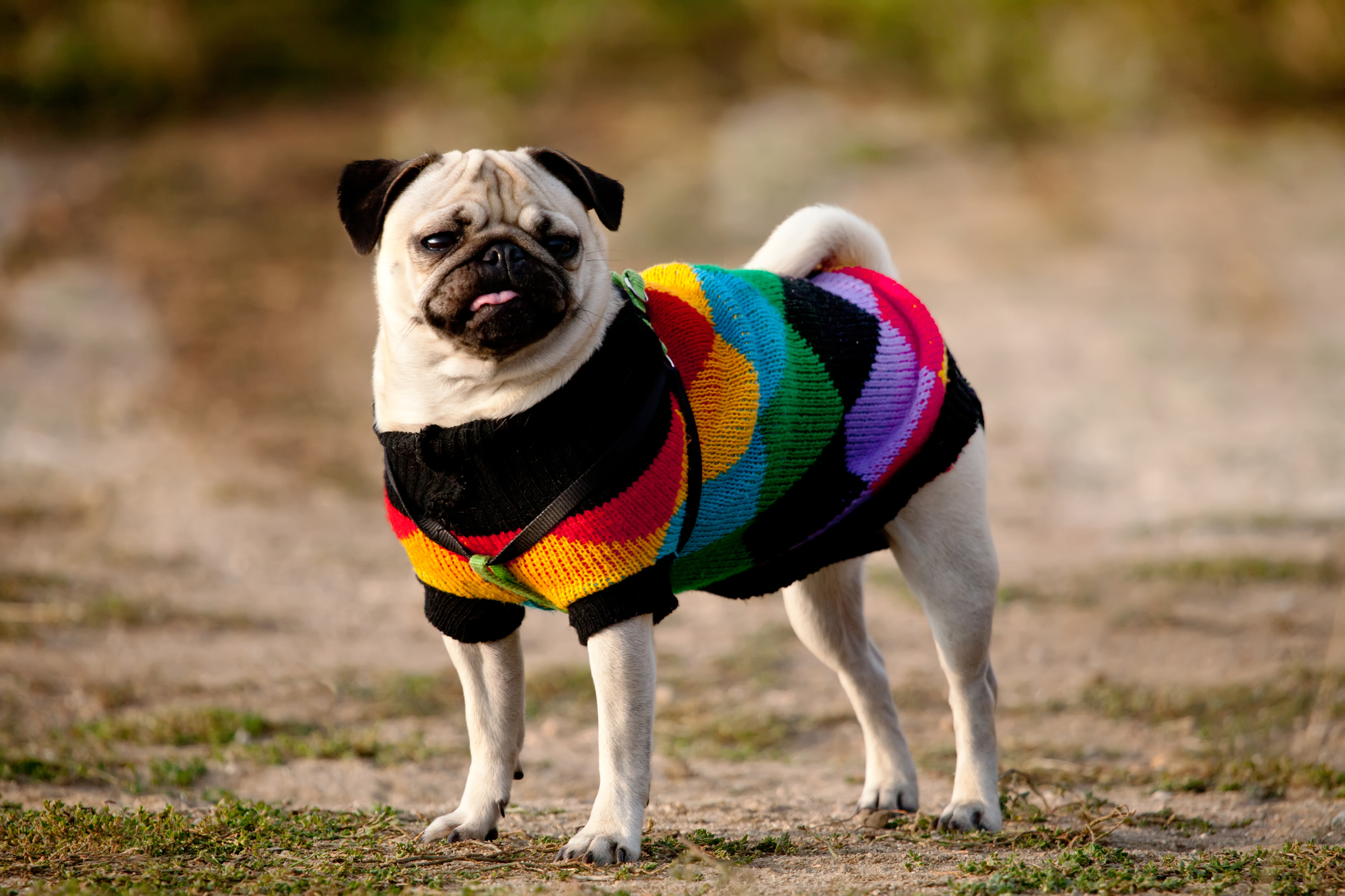 Shop for dog clothes in Australia to add to your pet wardrobe