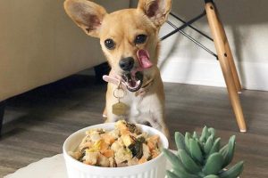 Shop The Best Dog Foodstuff And Goodies