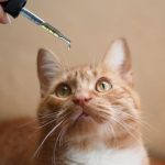 Things You Need to Know About Shop CBD For Cats