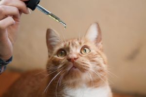Things You Need to Know About Shop CBD For Cats