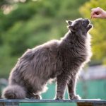 Cat Calming Treats: How Should You Handle Your Anxious Kitty?