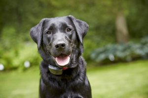 Is invisible fencing really required for small dogs, if so then why?