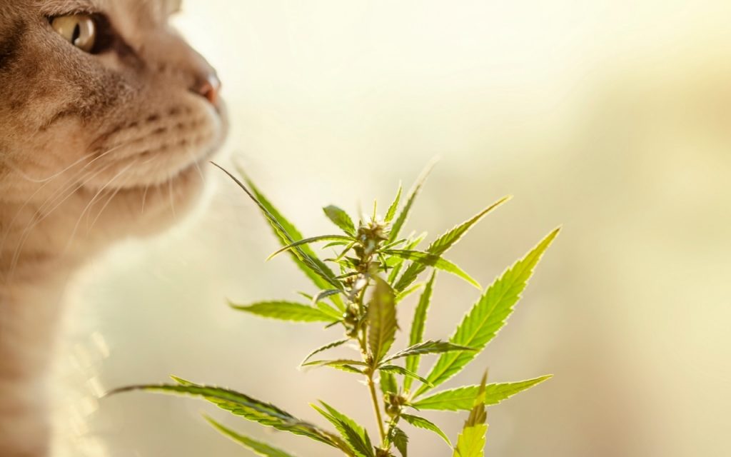 Best cbd for seizures