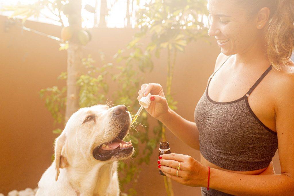 Overall Best CBD For Dogs