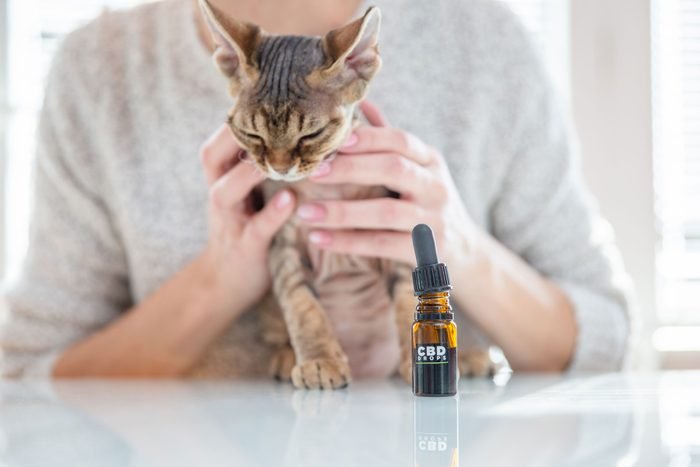 CBD Oil For for Cat Seizures: What You Need To Know