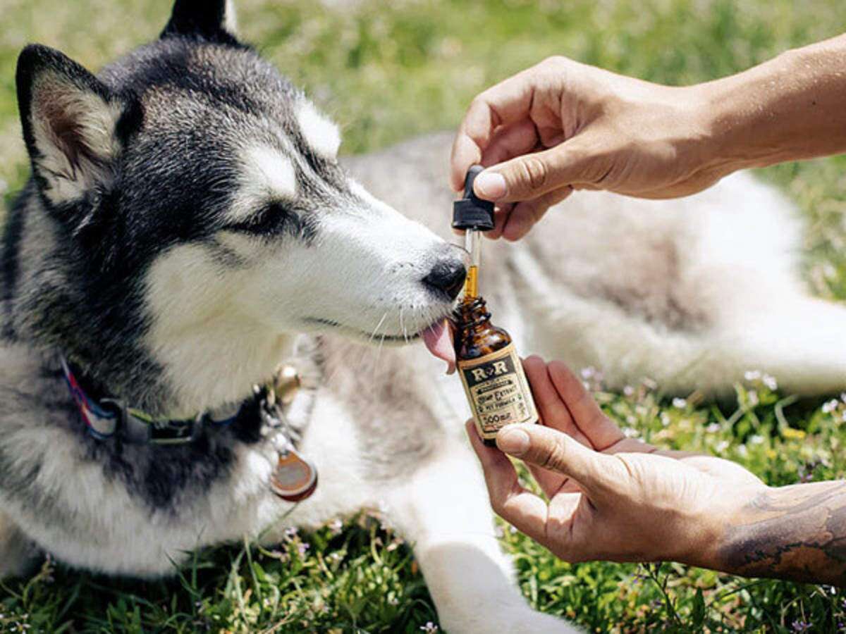 The Definitive Guide to CBD For Dogs: Benefits, Risks, and Tips