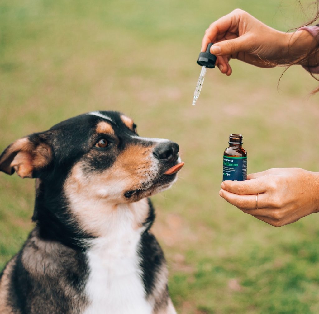 Cbd oil for cancer in dogs