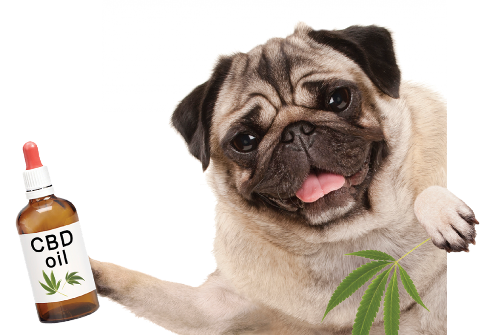 cbd oil for dogs