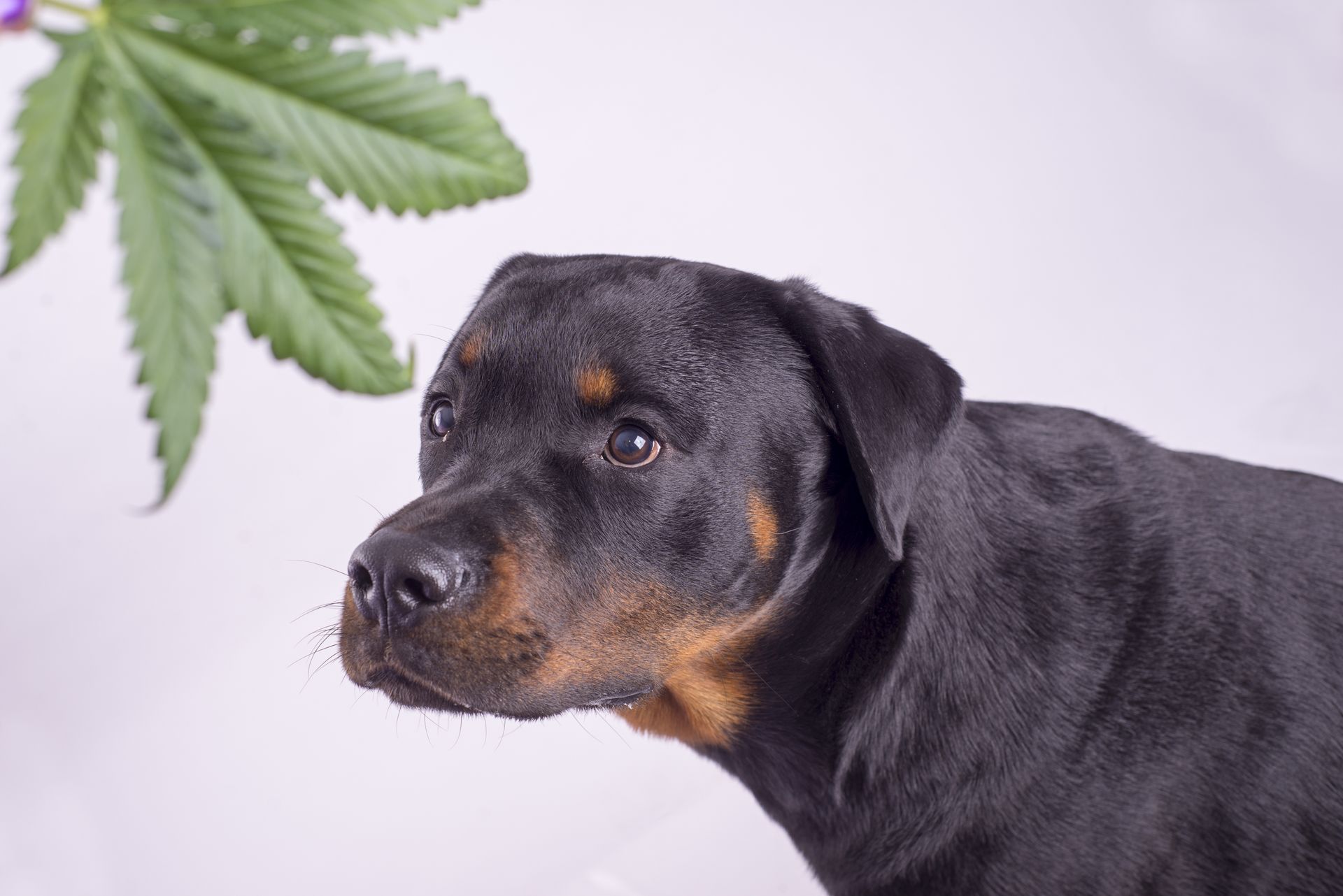 Information About CBD Oil For Dog