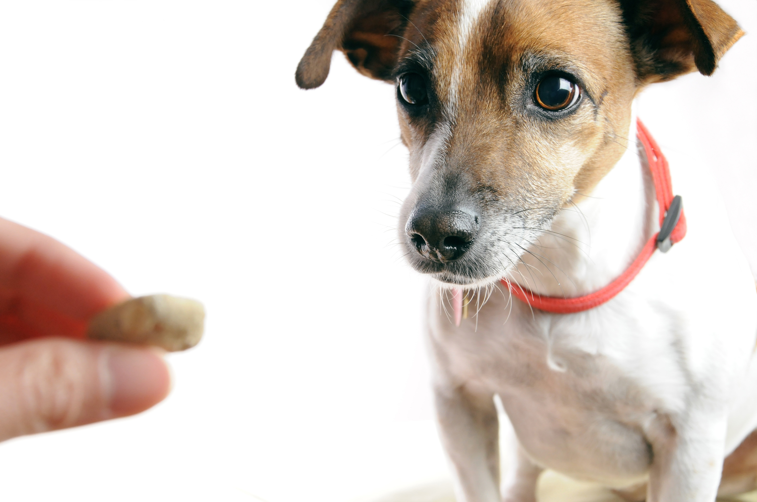 The Science Behind CBD Oil: Can It Really Help Dogs With Cancer?