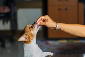 Best CBD Oil For Dogs in 2022: Top 5 Brands and Buyer’s Guide