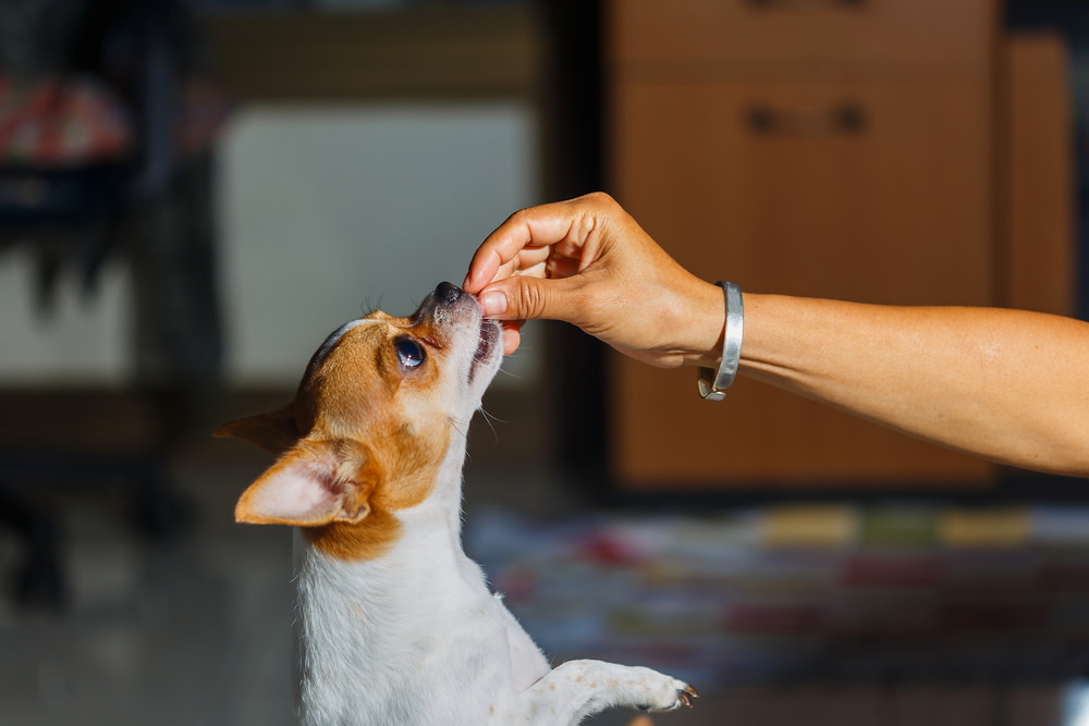 CBD Oil For Dogs