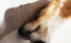 What Happen If You Give dog euthanasia?
