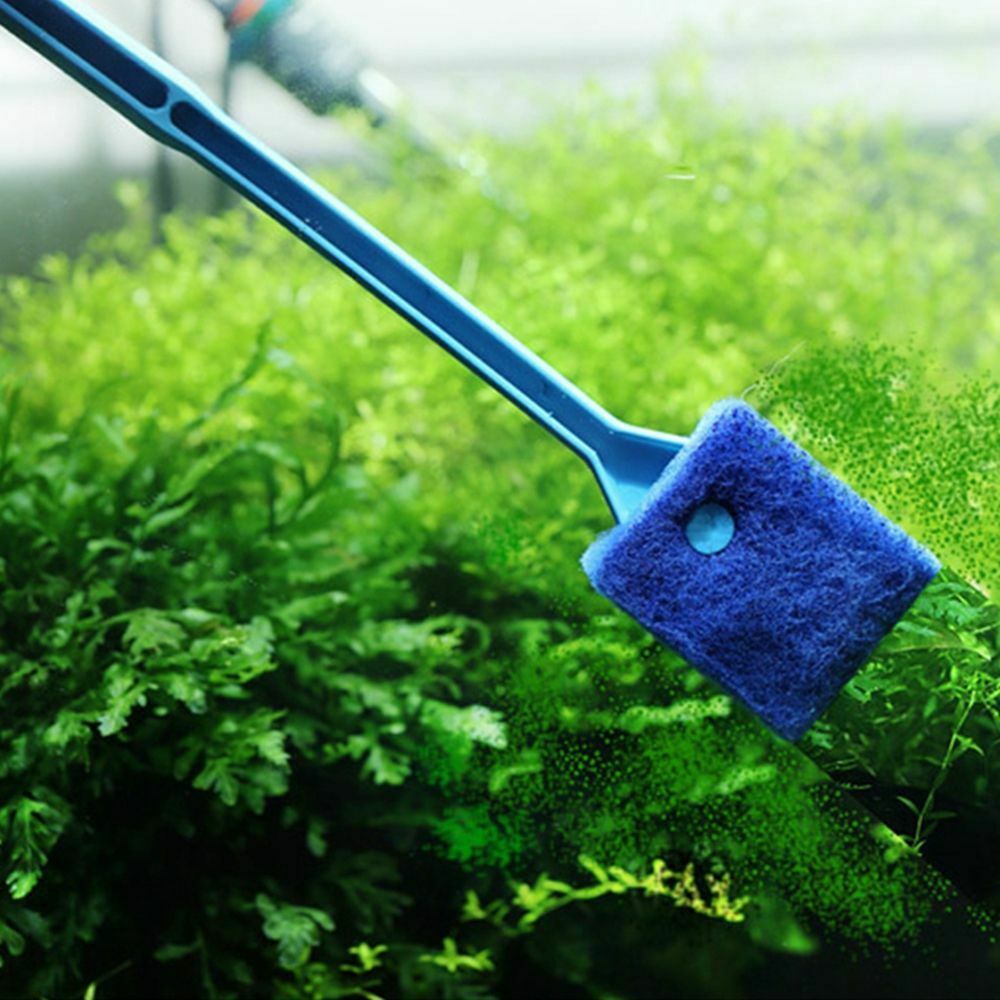 Why There Is A Need For Aquarium Algae Cleaning Tools
