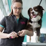 How dog grooming services contribute to your pet’s well-being