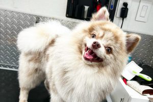 Perfect Pets: Selecting and Conserving Your Furry Friend