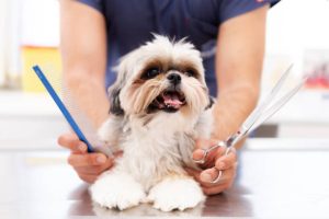Pet-Proofed: Expert Cleaning Advice for a Tidy Home