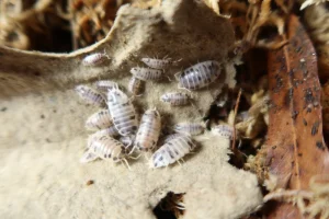 Black and White Beauty: Exploring the Appeal of Dairy Cow Isopods