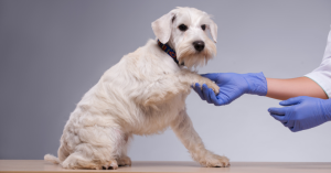 Understanding Veterinary Services Available For Pets In Local Healthcare Environments